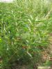   Trifolium Pretense Extract 